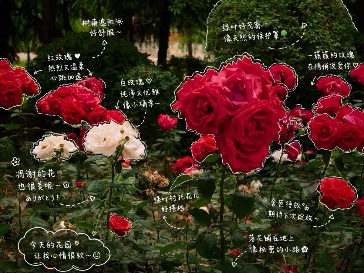 玫瑰花园手账风格视觉设计